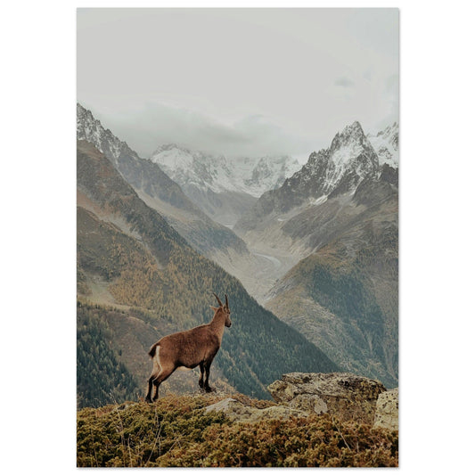 Tableau photo Photo d’un chamois face à la mer de glace en automne — tirage aluminium Dibond mat, fabrication française, prêt à accrocher