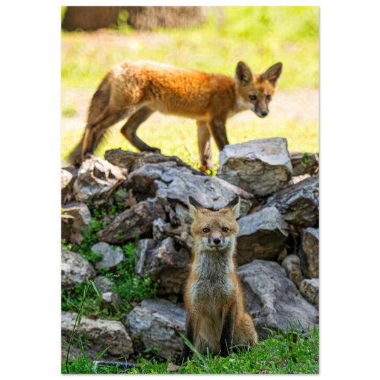 Tableau photo Photo d'un couple de renards — tirage aluminium Dibond mat, fabrication française, prêt à accrocher