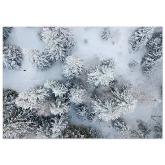 Tableau photo Photo drone de sapins en neige — tirage aluminium Dibond mat, fabrication française, prêt à accrocher