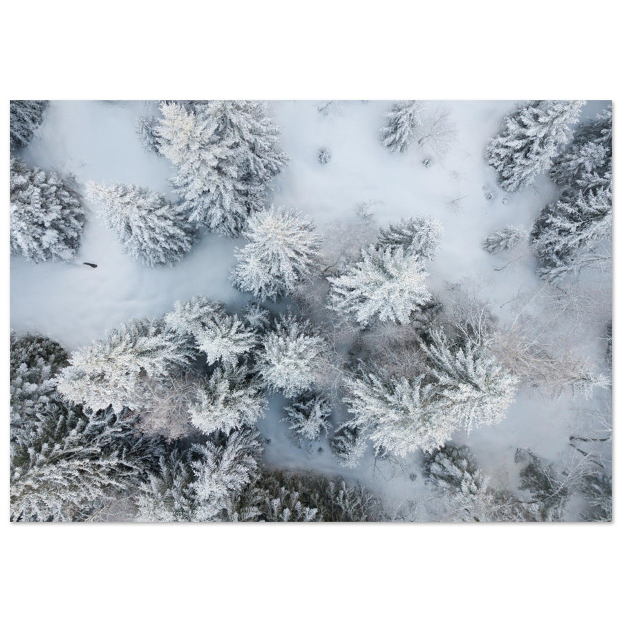 Tableau photo en Alu Dibond : Vue aérienne de sapins en neige