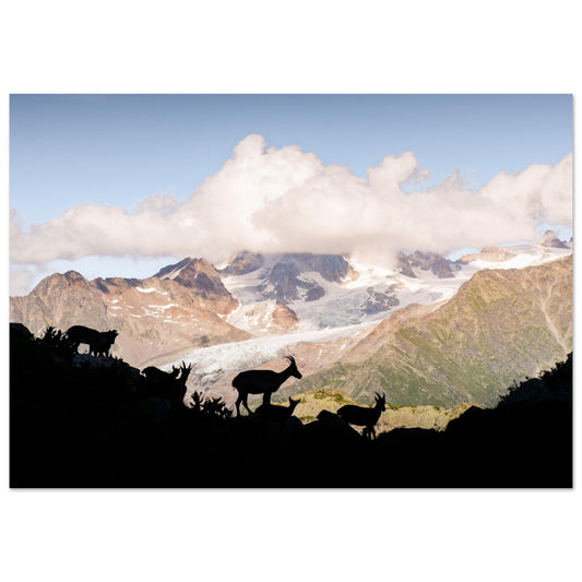 Tableau photo Photo d'une familles de bouquetins dans les Aiguilles Rouges — tirage aluminium Dibond mat, fabrication française, prêt à accrocher