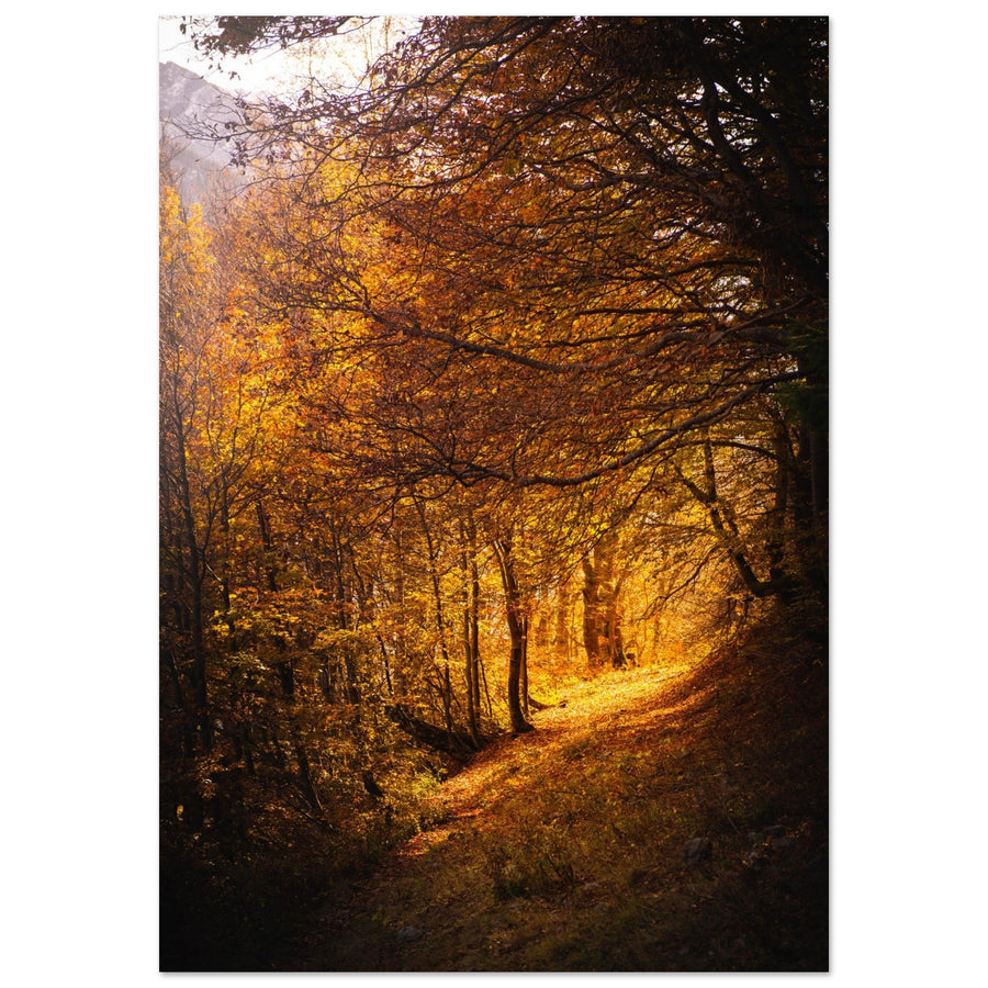Tableau photo en Alu Dibond : Une forêt savoyarde en automne