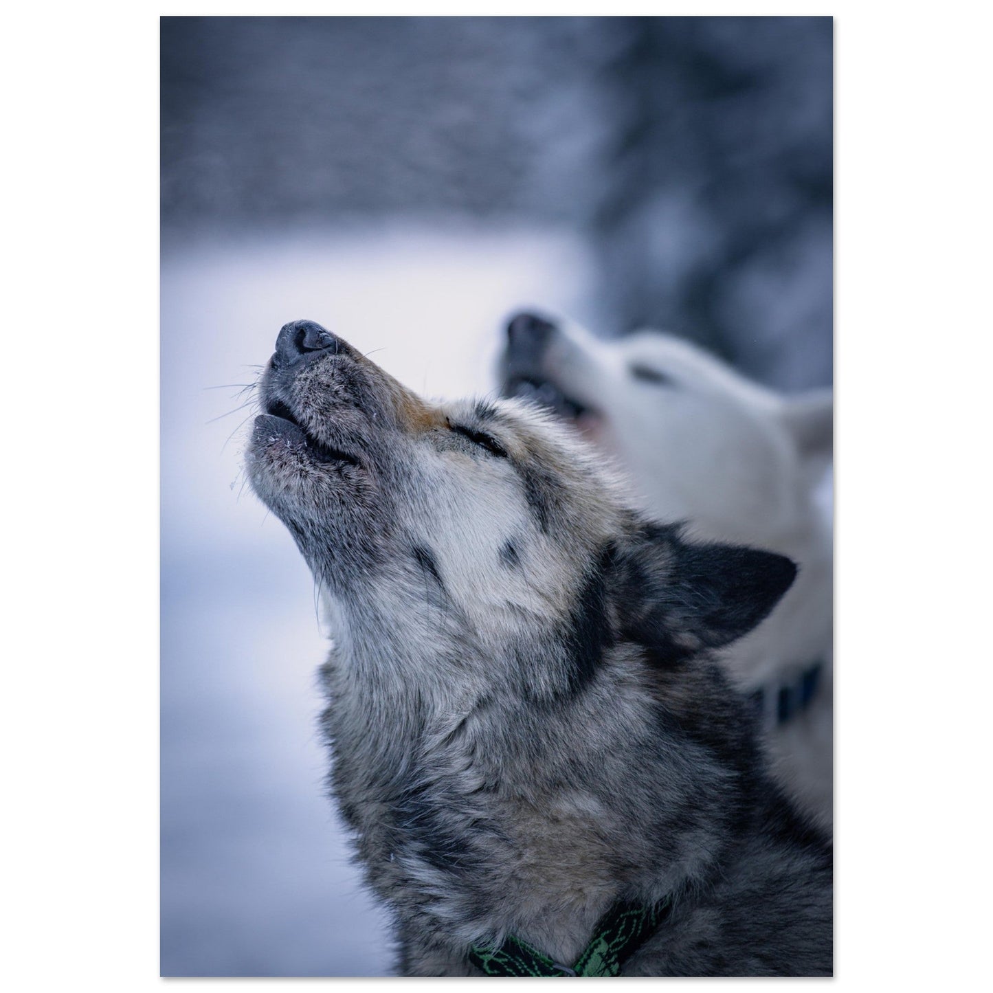 Tableau photo Photo d'un husky - 10 — tirage aluminium Dibond mat, fabrication française, prêt à accrocher