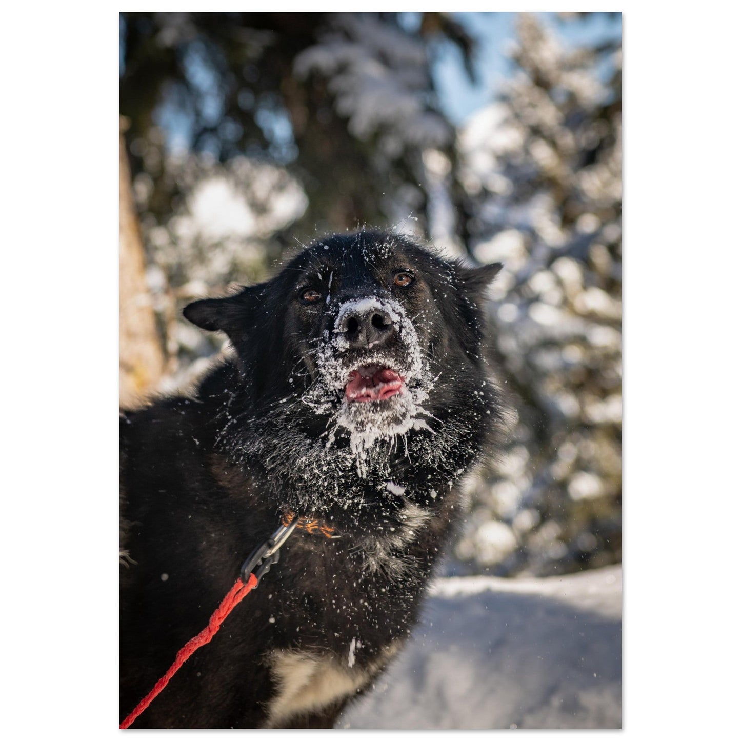 Tableau photo Photo d'un husky - 11 — tirage aluminium Dibond mat, fabrication française, prêt à accrocher