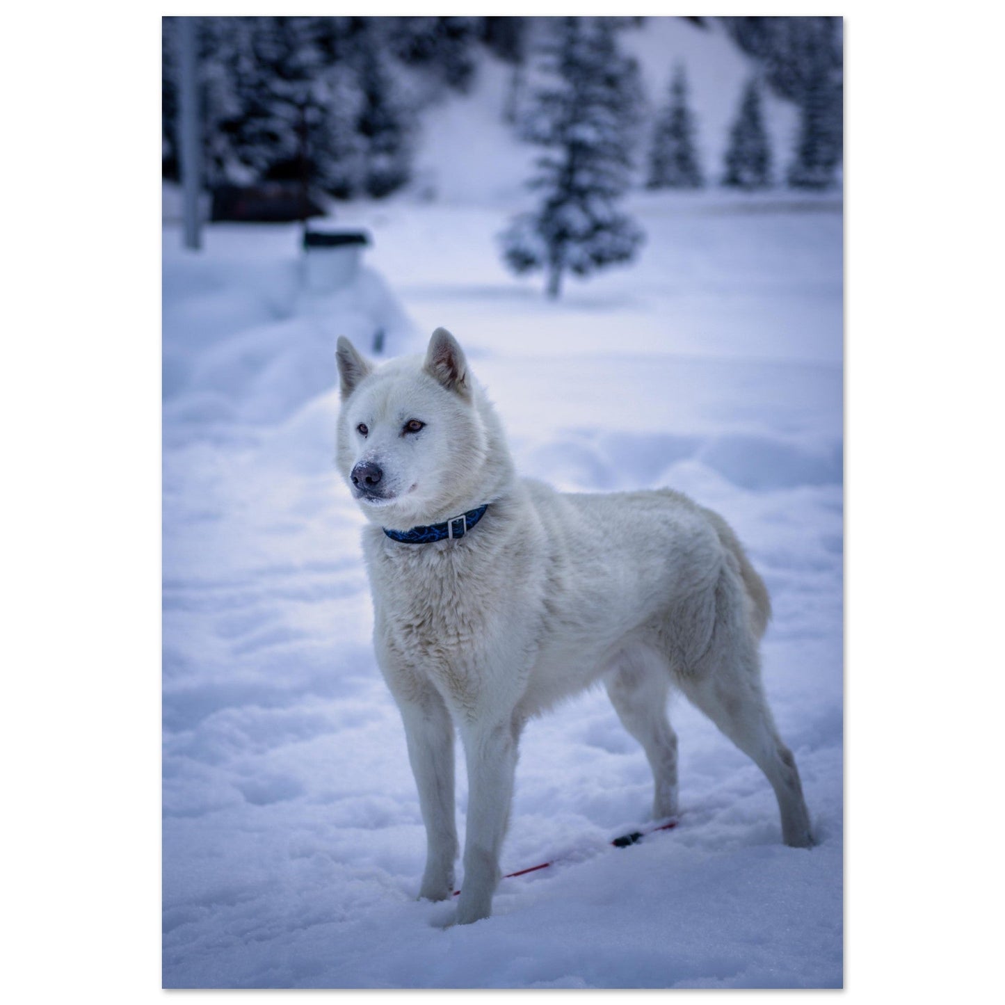 Tableau photo Photo d'un husky - 9 — tirage aluminium Dibond mat, fabrication française, prêt à accrocher