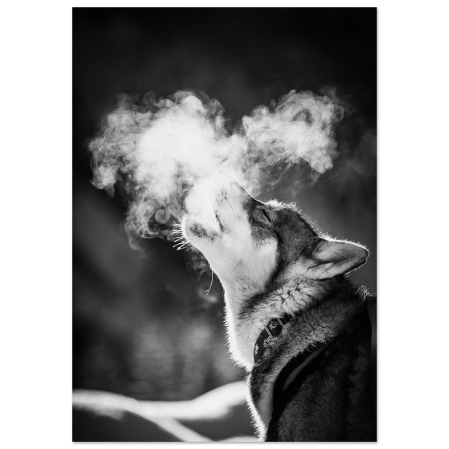 Tableau photo en Alu Dibond : Un husky - 12, en noir et blanc