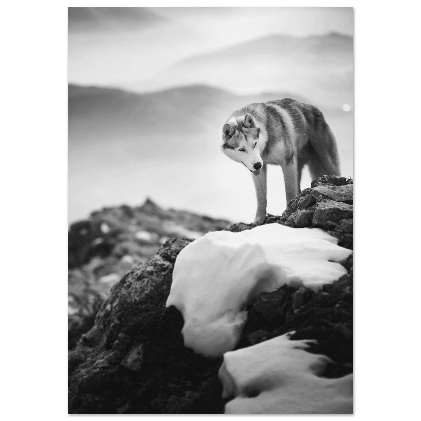Tableau photo Photo d'un husky - 7 - Noir & Blanc — tirage aluminium Dibond mat, fabrication française, prêt à accrocher