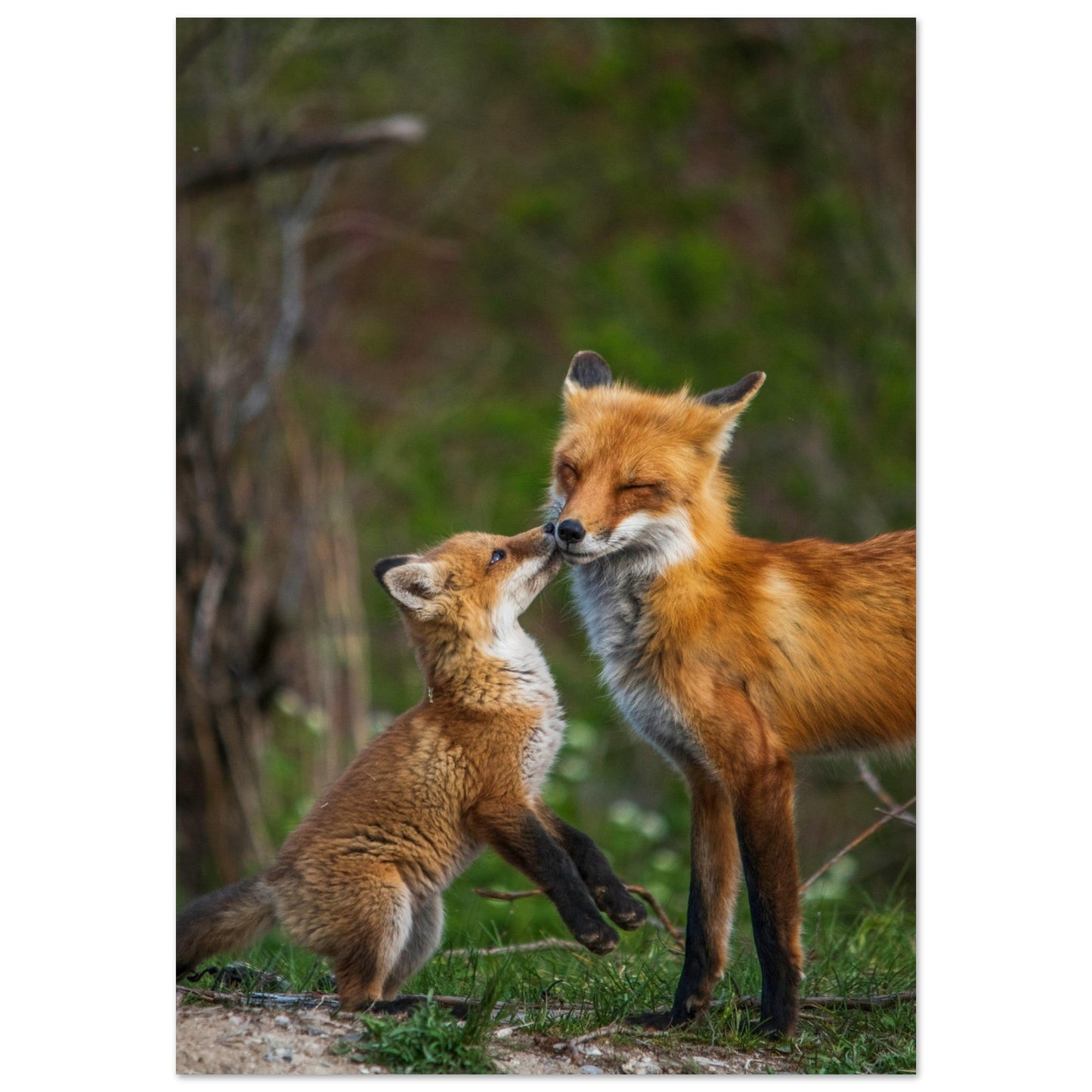 Tableau photo Photo d'une maman renard et son renardeau dans la foret — tirage aluminium Dibond mat, fabrication française, prêt à accrocher