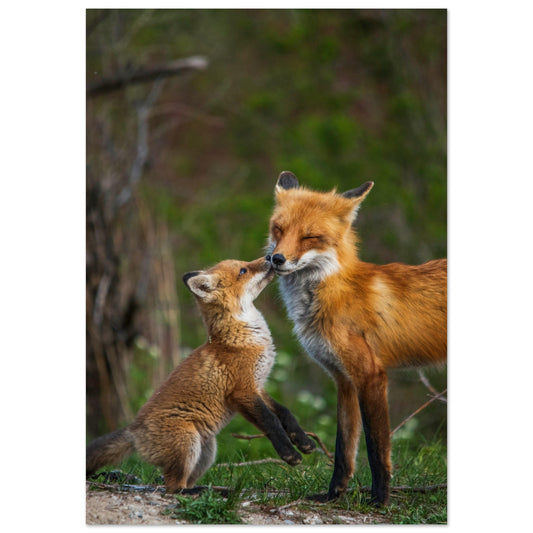 Tableau photo Photo d'une maman renard et son renardeau dans la foret — tirage aluminium Dibond mat, fabrication française, prêt à accrocher