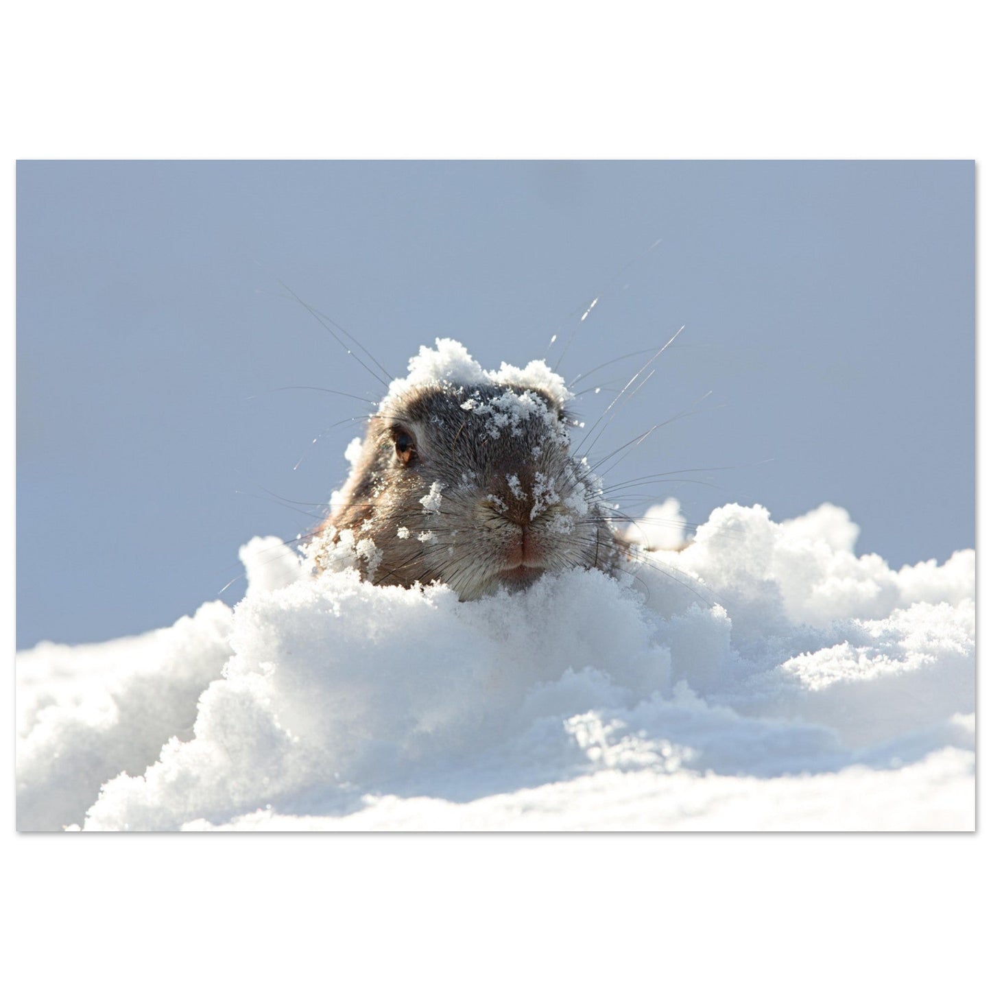 Tableau photo Photo d'une marmotte dans la neige — tirage aluminium Dibond mat, fabrication française, prêt à accrocher