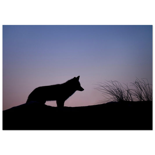 Tableau photo Photo de l'ombre d'un renard au crépuscule — tirage aluminium Dibond mat, fabrication française, prêt à accrocher