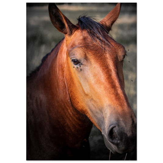 Tableau photo Photo tete de cheval — tirage aluminium Dibond mat, fabrication française, prêt à accrocher