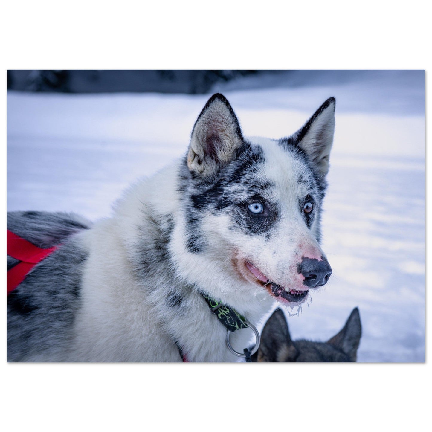 Tableau photo Photo d'un husky - 6 — tirage aluminium Dibond mat, fabrication française, prêt à accrocher