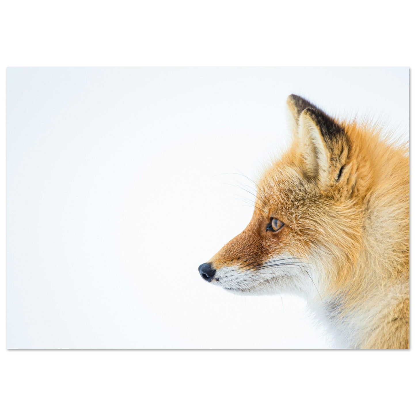 Tableau photo Photo d'un regard d'un renard dans la neige — tirage aluminium Dibond mat, fabrication française, prêt à accrocher