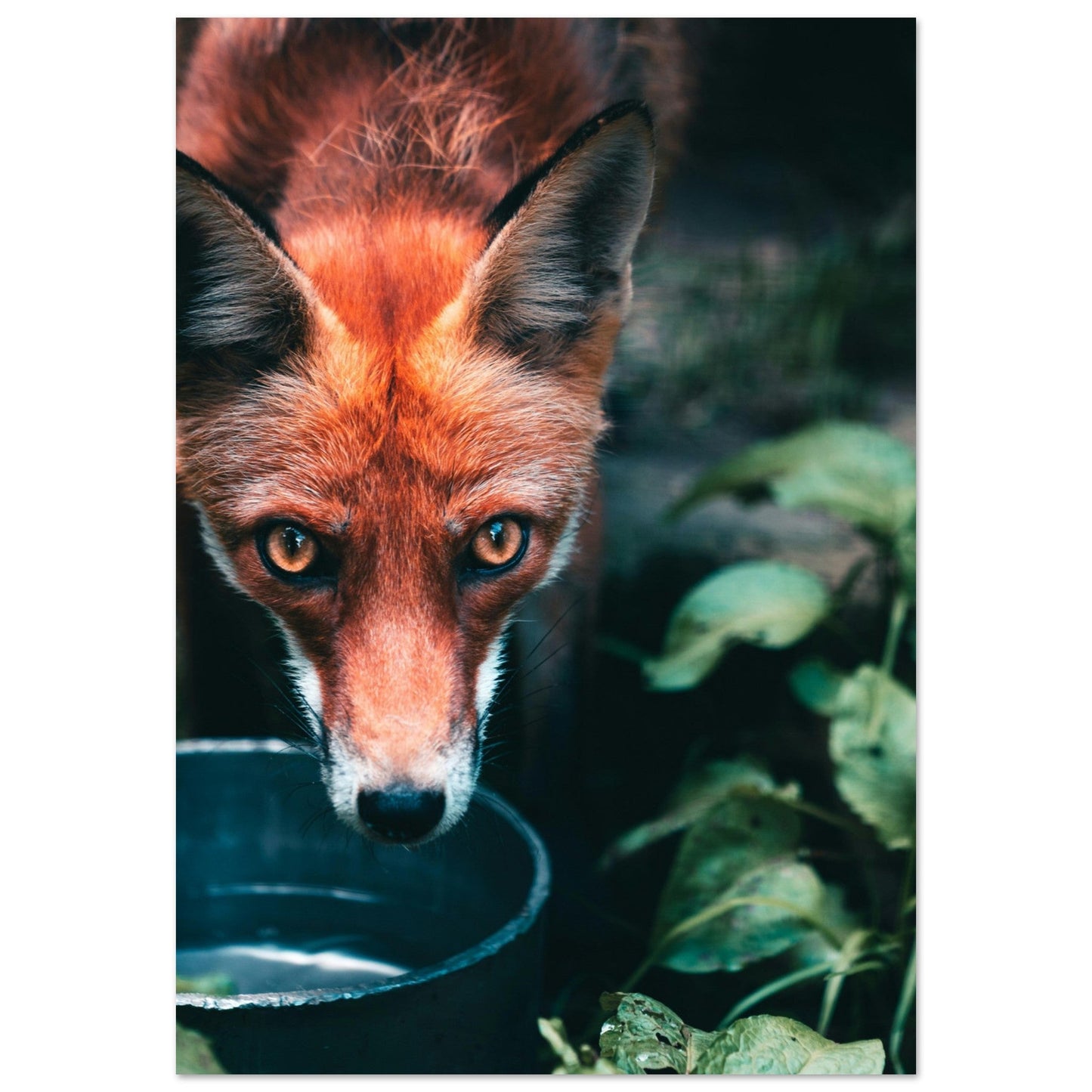 Tableau photo Photo d'un regard profond d'un renard qui boit — tirage aluminium Dibond mat, fabrication française, prêt à accrocher