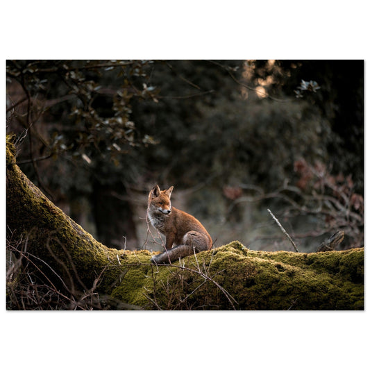Tableau photo Photo d'un renard dans la foret 1 — tirage aluminium Dibond mat, fabrication française, prêt à accrocher