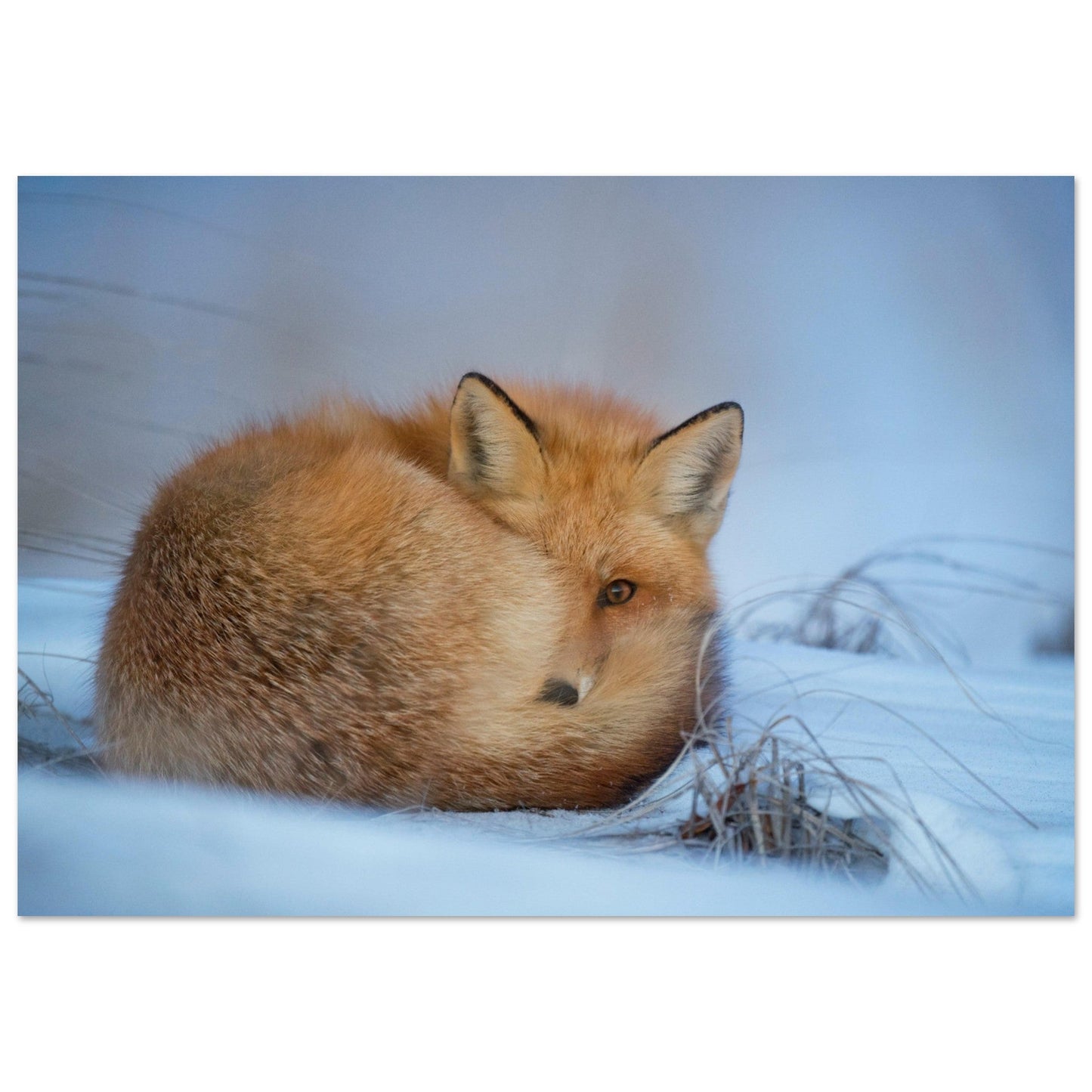 Tableau photo Photo d'un renard dans la neige 3 — tirage aluminium Dibond mat, fabrication française, prêt à accrocher