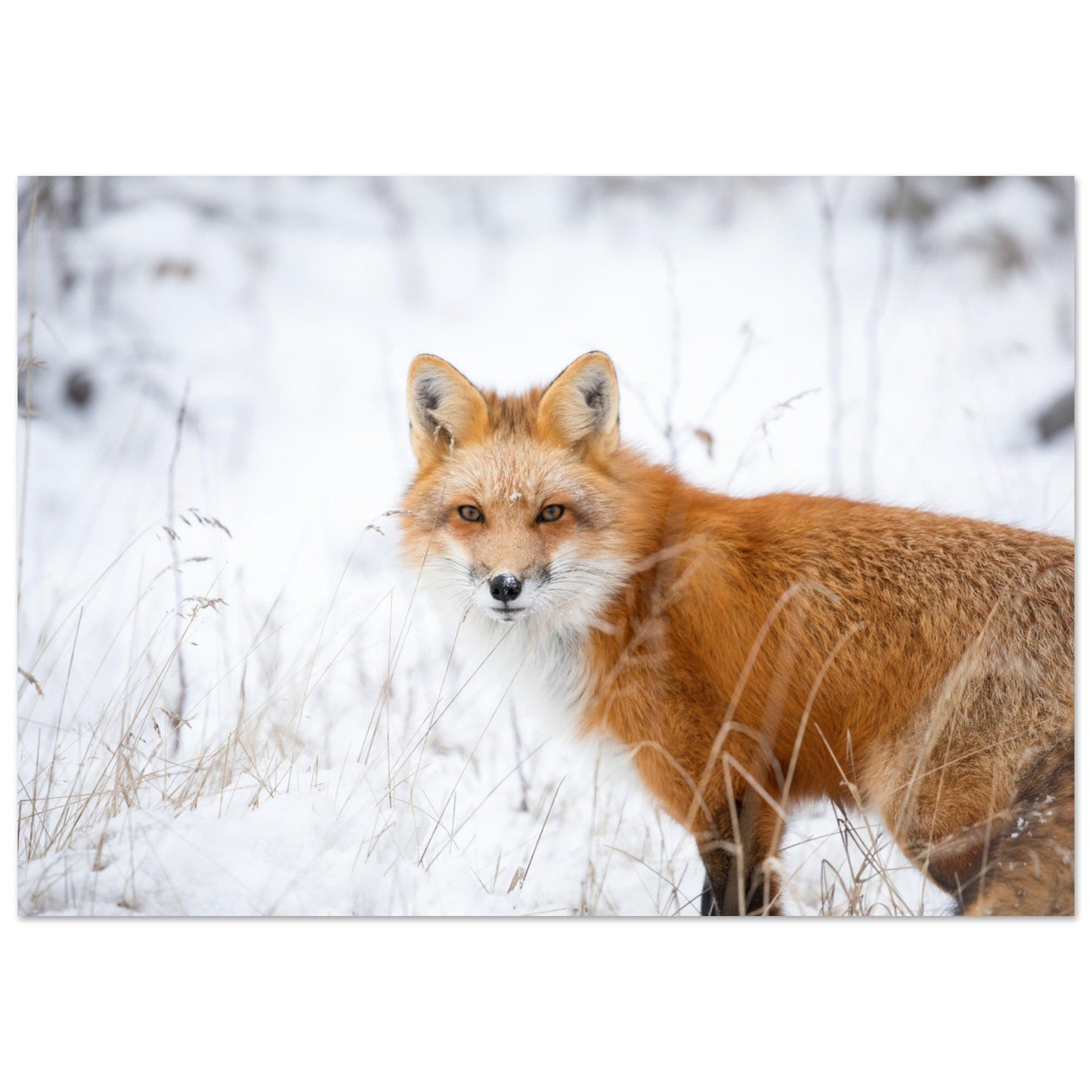 Tableau photo Photo d'un renard dans la neige — tirage aluminium Dibond mat, fabrication française, prêt à accrocher