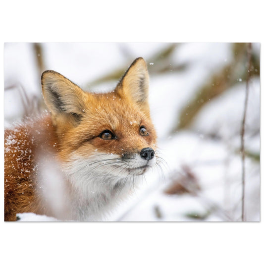 Tableau photo Photo d'un renard dans la neige 2 — tirage aluminium Dibond mat, fabrication française, prêt à accrocher