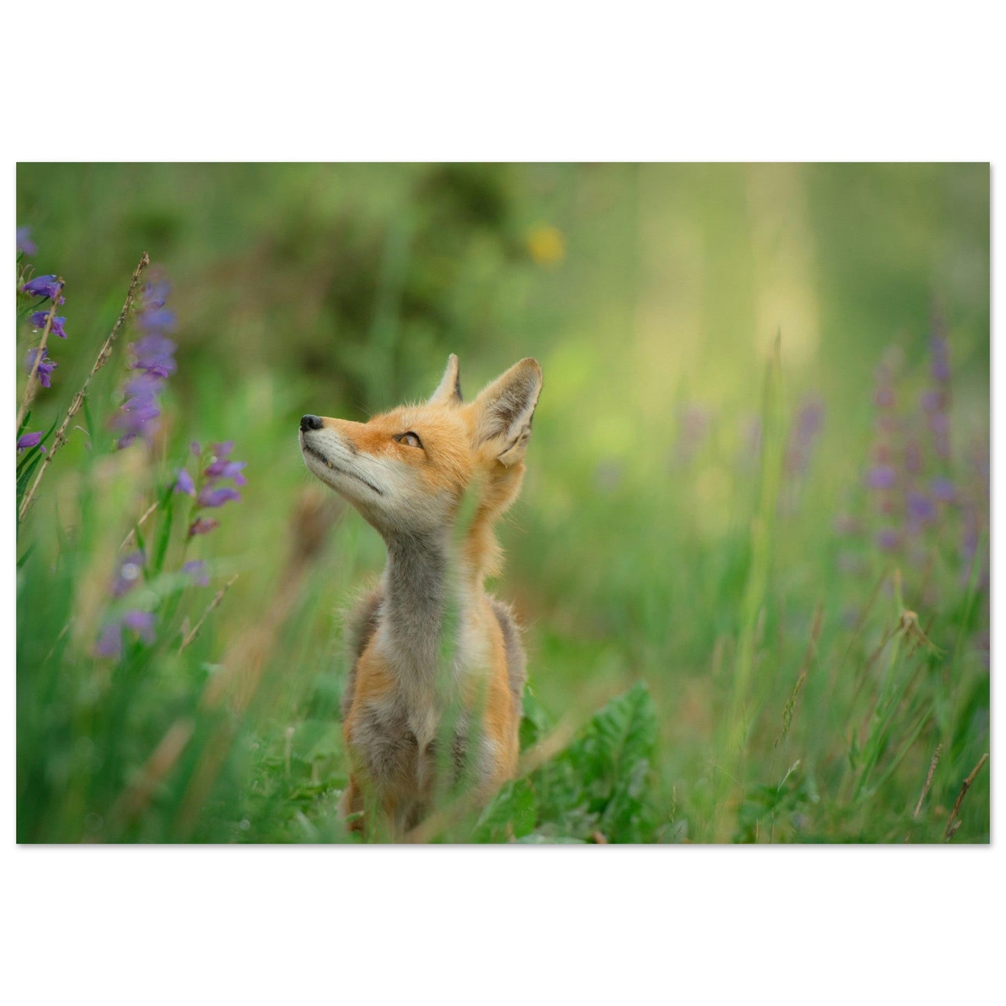 Tableau photo Photo d'un renard dans la prairie — tirage aluminium Dibond mat, fabrication française, prêt à accrocher