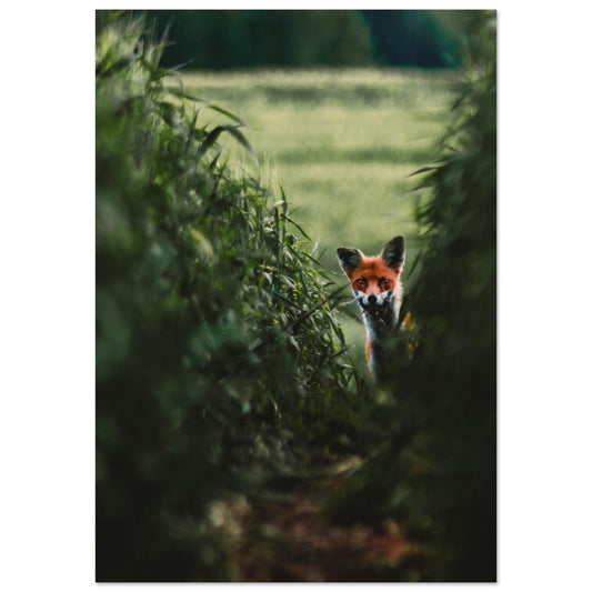 Tableau photo Photo d'un renard en lisière de foret — tirage aluminium Dibond mat, fabrication française, prêt à accrocher