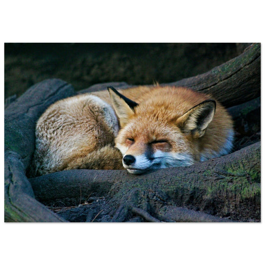 Tableau photo Photo d'un renard dans la foret 2 — tirage aluminium Dibond mat, fabrication française, prêt à accrocher