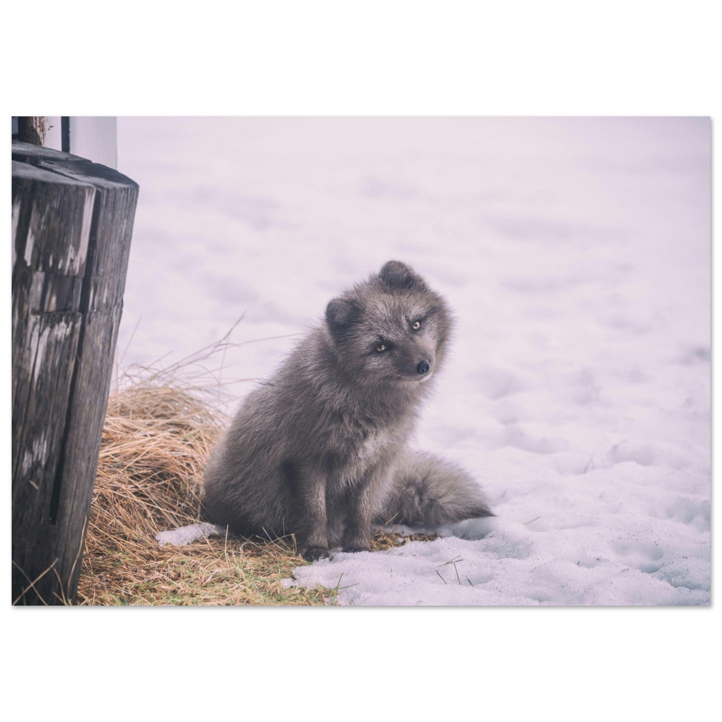 Tableau photo Photo d'un renard gris dans la neige — tirage aluminium Dibond mat, fabrication française, prêt à accrocher