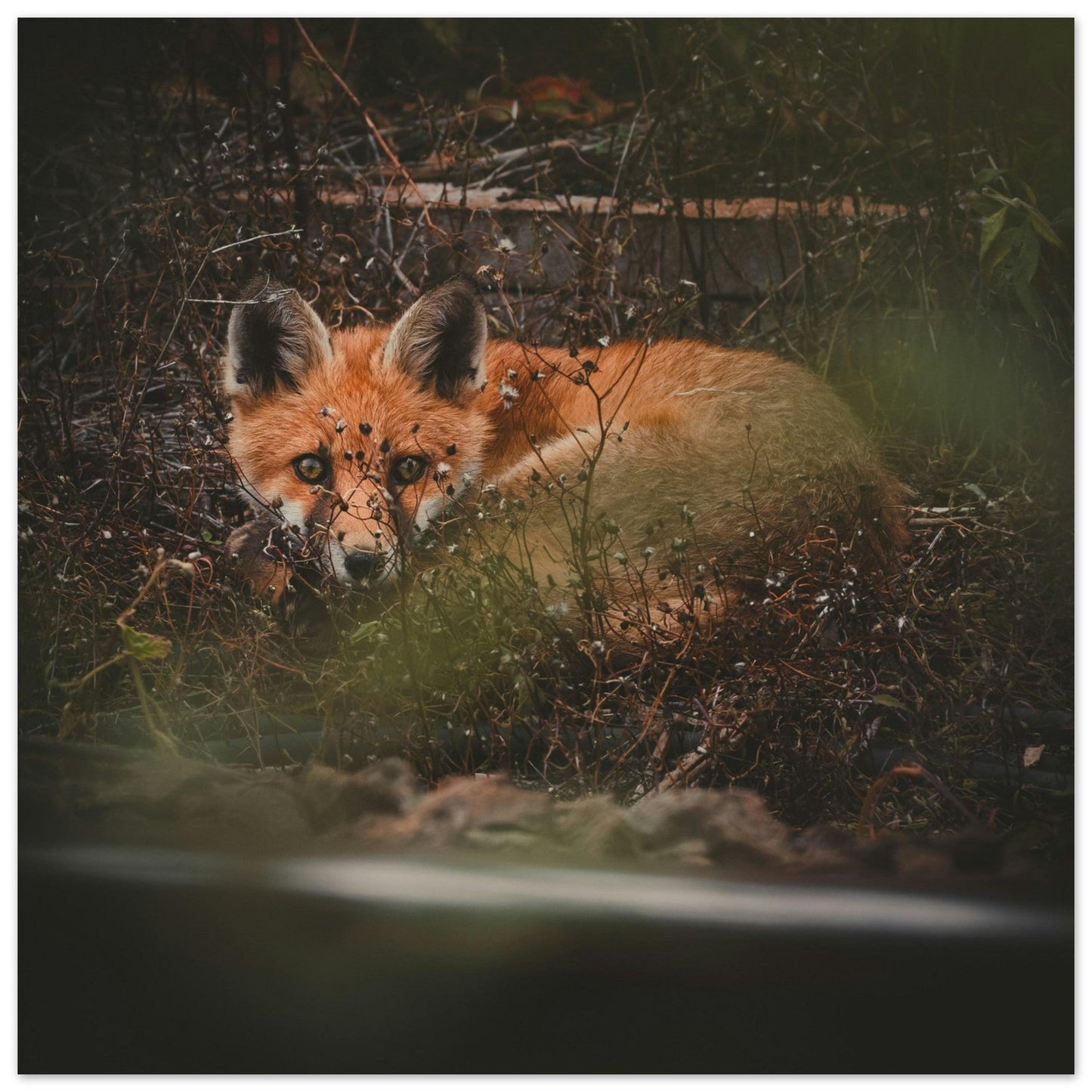 Tableau photo Photo d'un renard dans la foret 4 — tirage aluminium Dibond mat, fabrication française, prêt à accrocher
