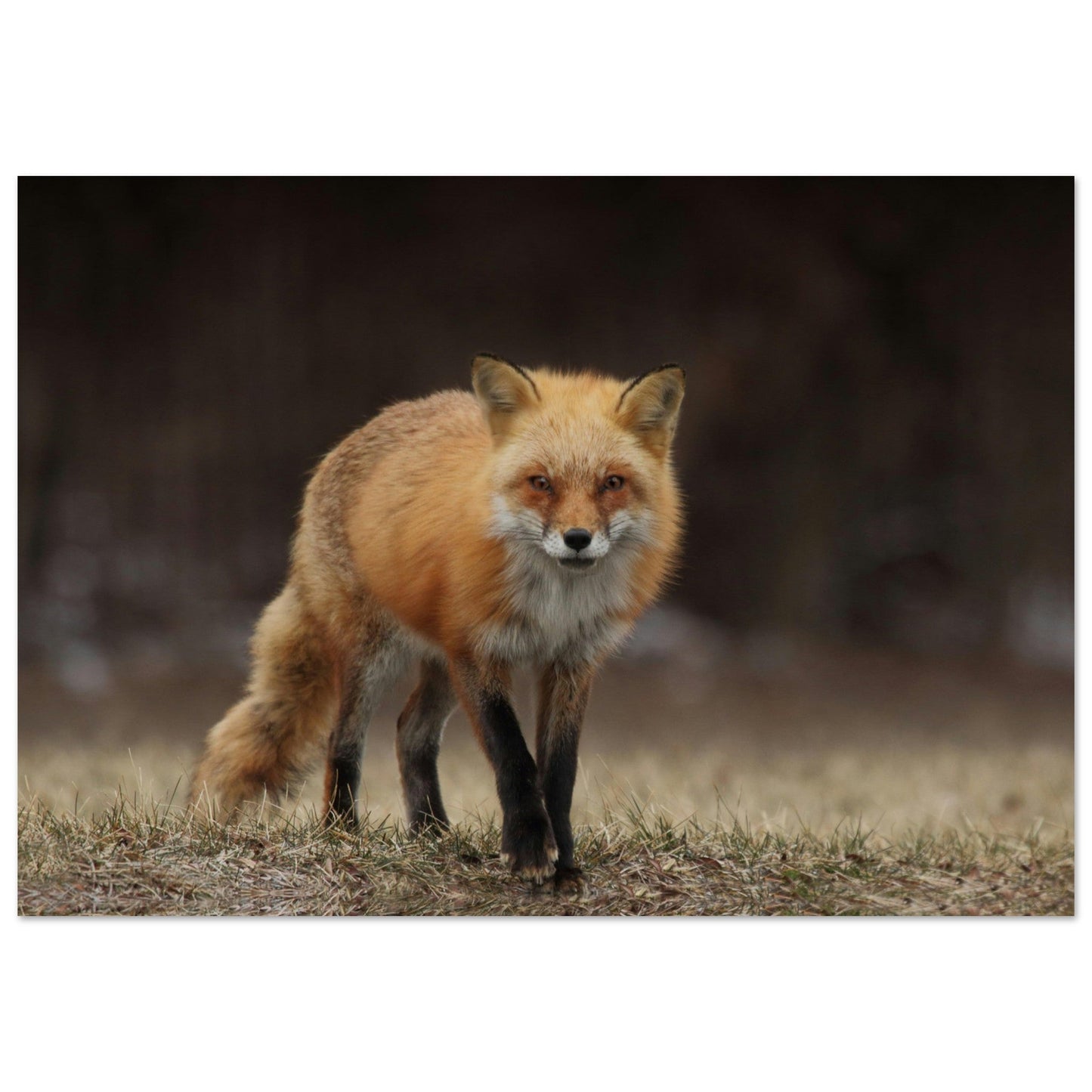 Tableau photo Photo d'un renard dans la foret 3 — tirage aluminium Dibond mat, fabrication française, prêt à accrocher