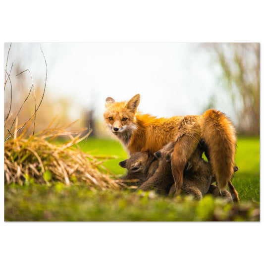 Tableau photo Photo d'une renarde et ses renardeaux en foret — tirage aluminium Dibond mat, fabrication française, prêt à accrocher