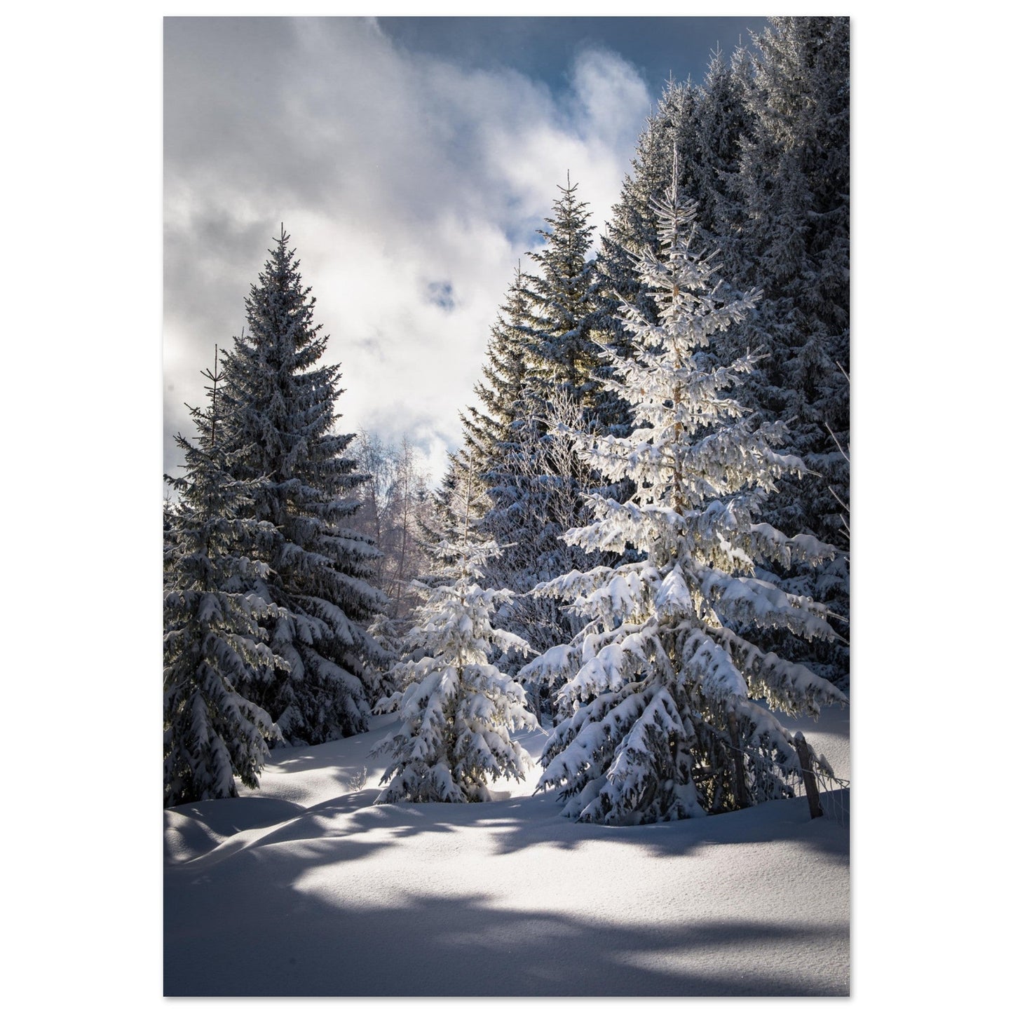 Tableau photo Photo de magnifiques sapins enneigés — tirage aluminium Dibond mat, fabrication française, prêt à accrocher