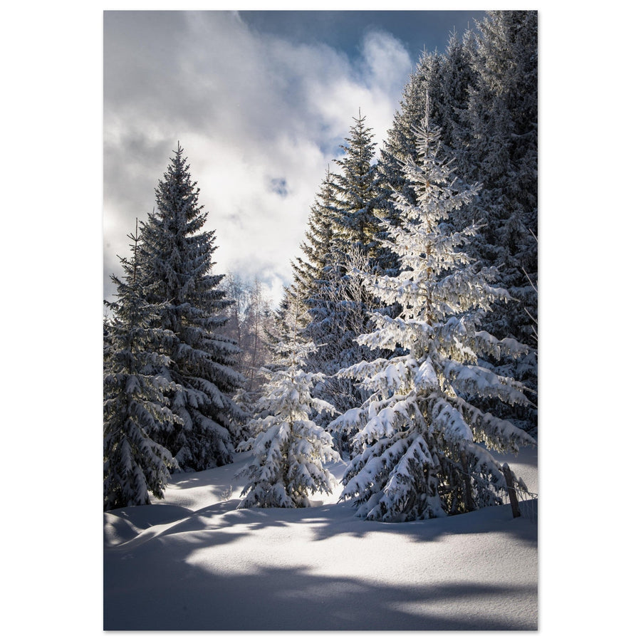 Tableau photo en Alu Dibond : Magnifiques sapins enneigés