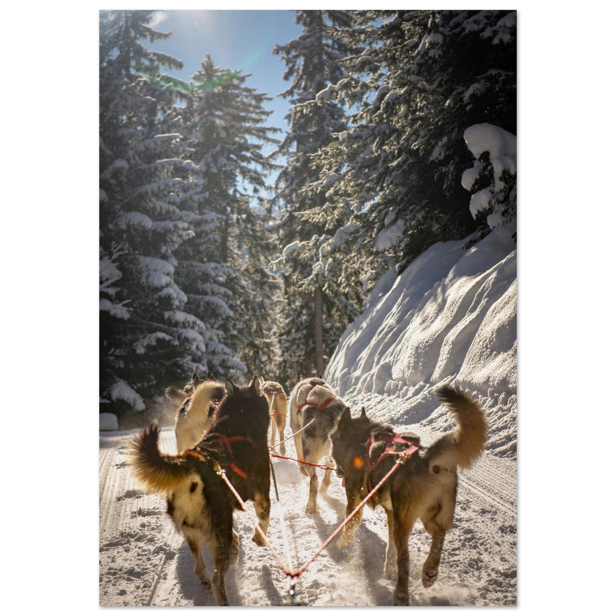 Tableau photo en Alu Dibond : Huskies à Courchevel, Savoie - 1