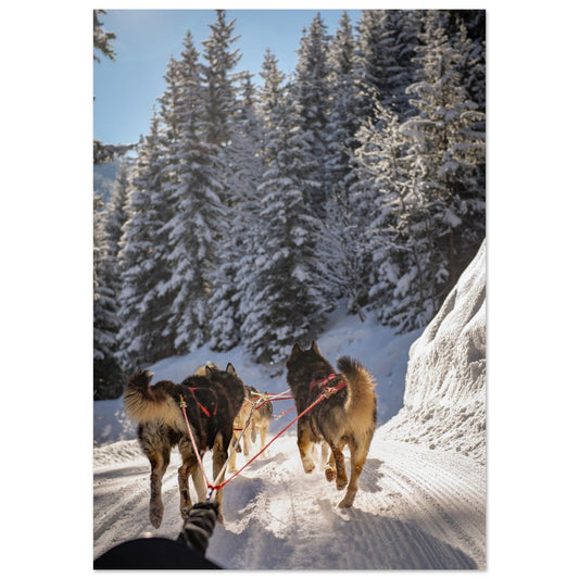 Tableau photo Photos de huskies à Courchevel, Savoie - 2 — tirage aluminium Dibond mat, fabrication française, prêt à accrocher