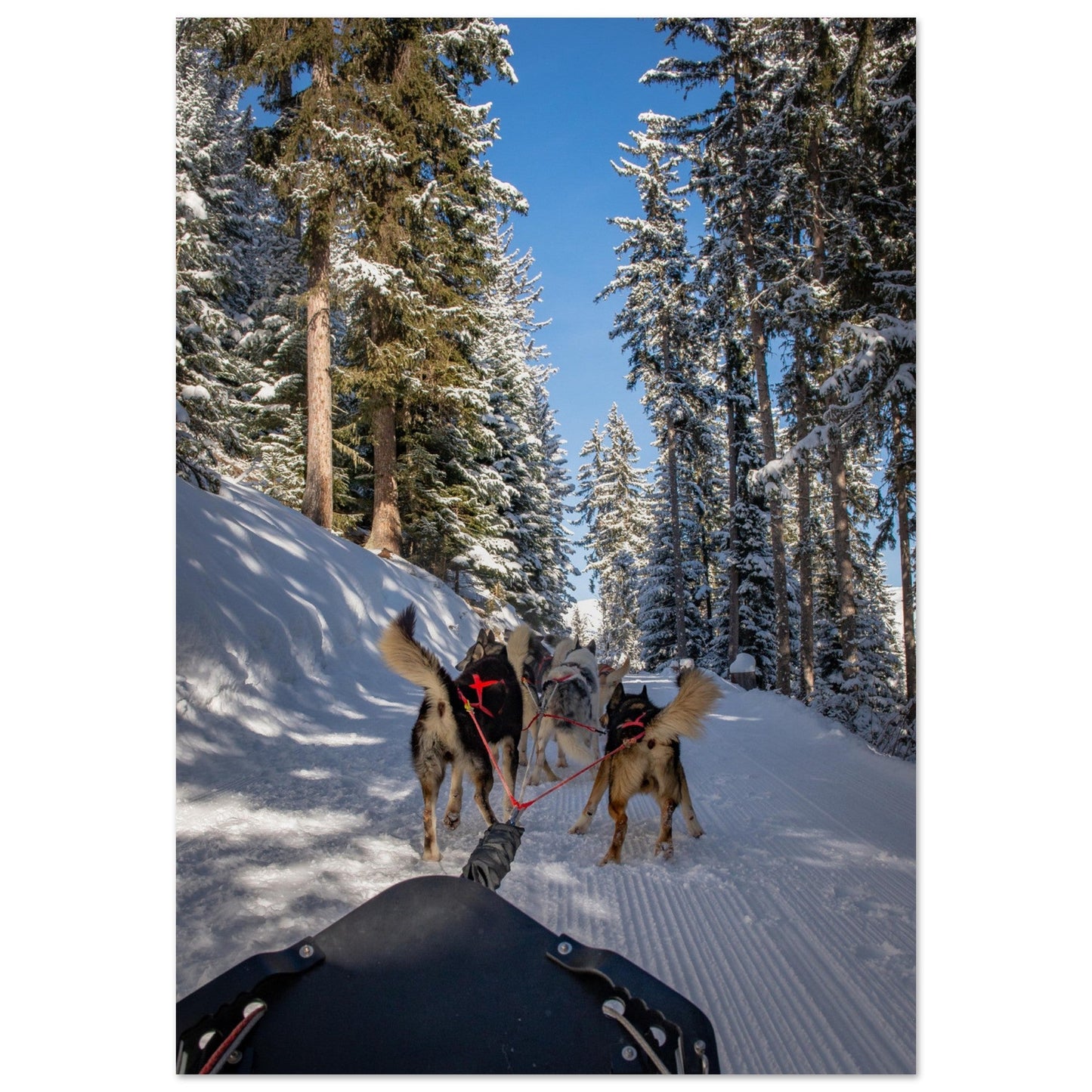 Tableau photo Photos de huskies à Courchevel, Savoie - 3 — tirage aluminium Dibond mat, fabrication française, prêt à accrocher