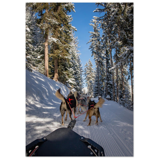 Tableau photo Photos de huskies à Courchevel, Savoie - 3 — tirage aluminium Dibond mat, fabrication française, prêt à accrocher