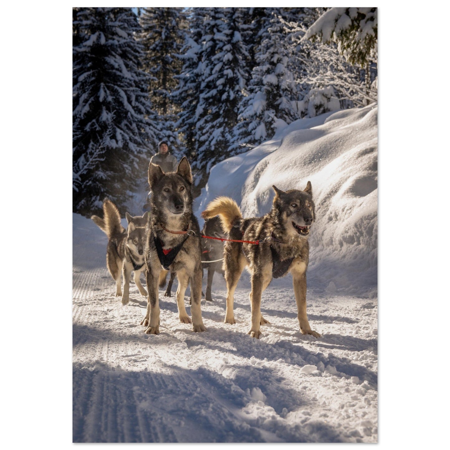 Tableau photo Photos de huskies à Courchevel, Savoie - 4 — tirage aluminium Dibond mat, fabrication française, prêt à accrocher